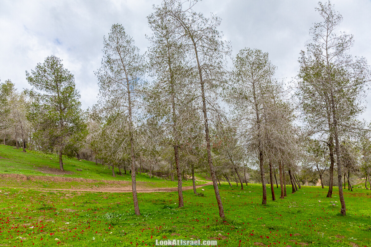 Цветение в на Гивот Гораль и окрестностях | LookAtIsrael.com - Фото путешествия по Израилю