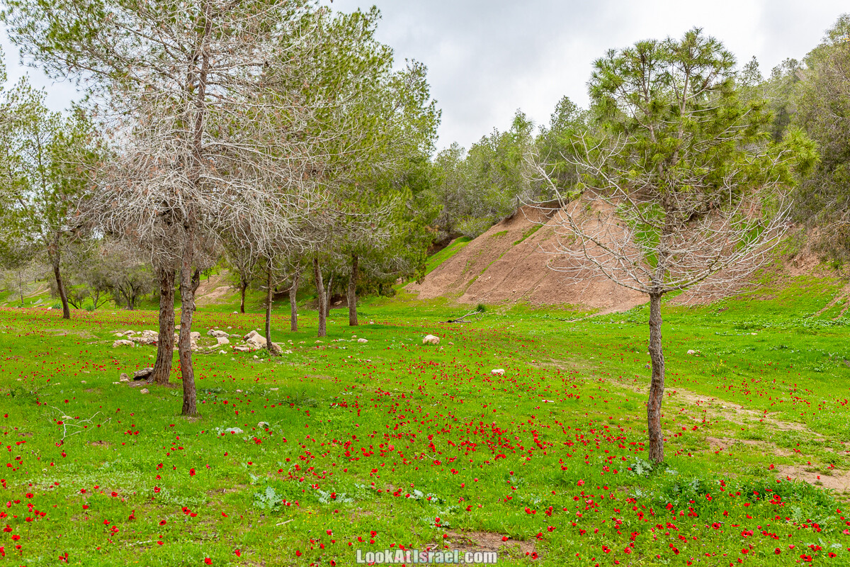 Цветение в на Гивот Гораль и окрестностях | LookAtIsrael.com - Фото путешествия по Израилю