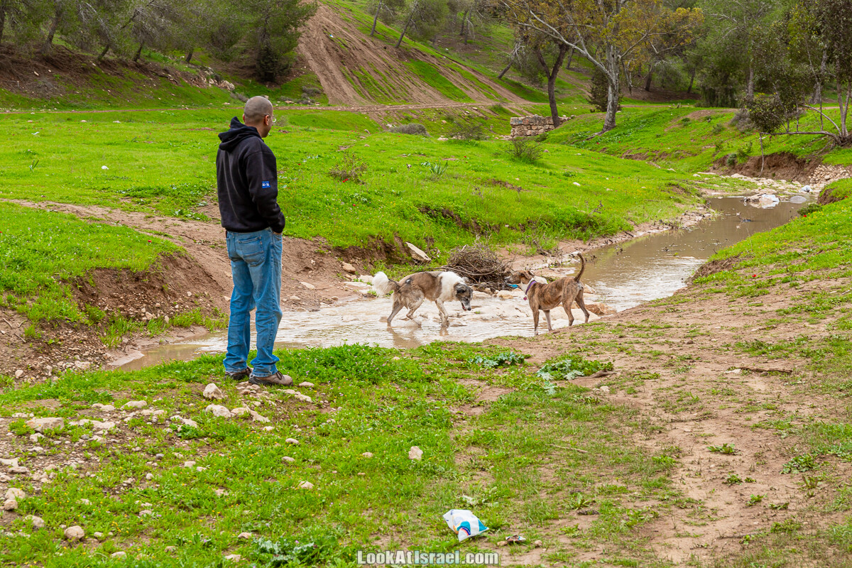 Цветение в на Гивот Гораль и окрестностях | LookAtIsrael.com - Фото путешествия по Израилю