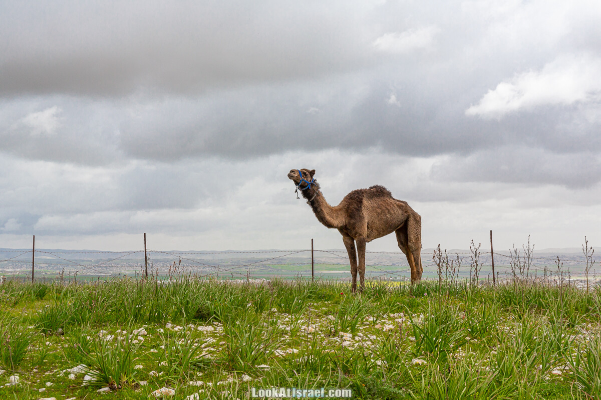 Цветение в на Гивот Гораль и окрестностях | LookAtIsrael.com - Фото путешествия по Израилю