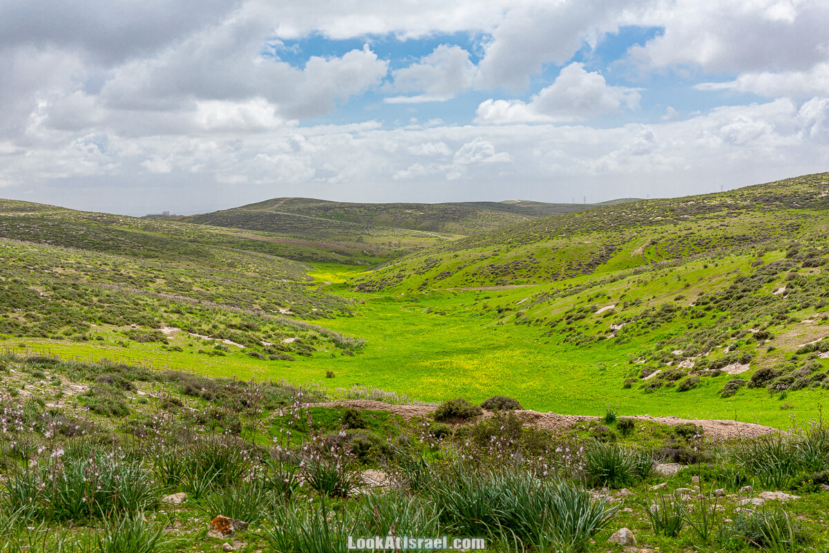 Цветение в на Гивот Гораль и окрестностях | LookAtIsrael.com - Фото путешествия по Израилю