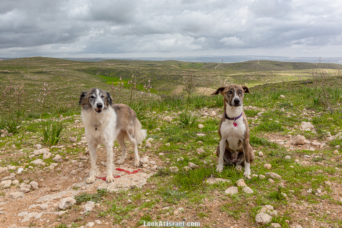 Цветение в на Гивот Гораль и окрестностях | LookAtIsrael.com - Фото путешествия по Израилю
