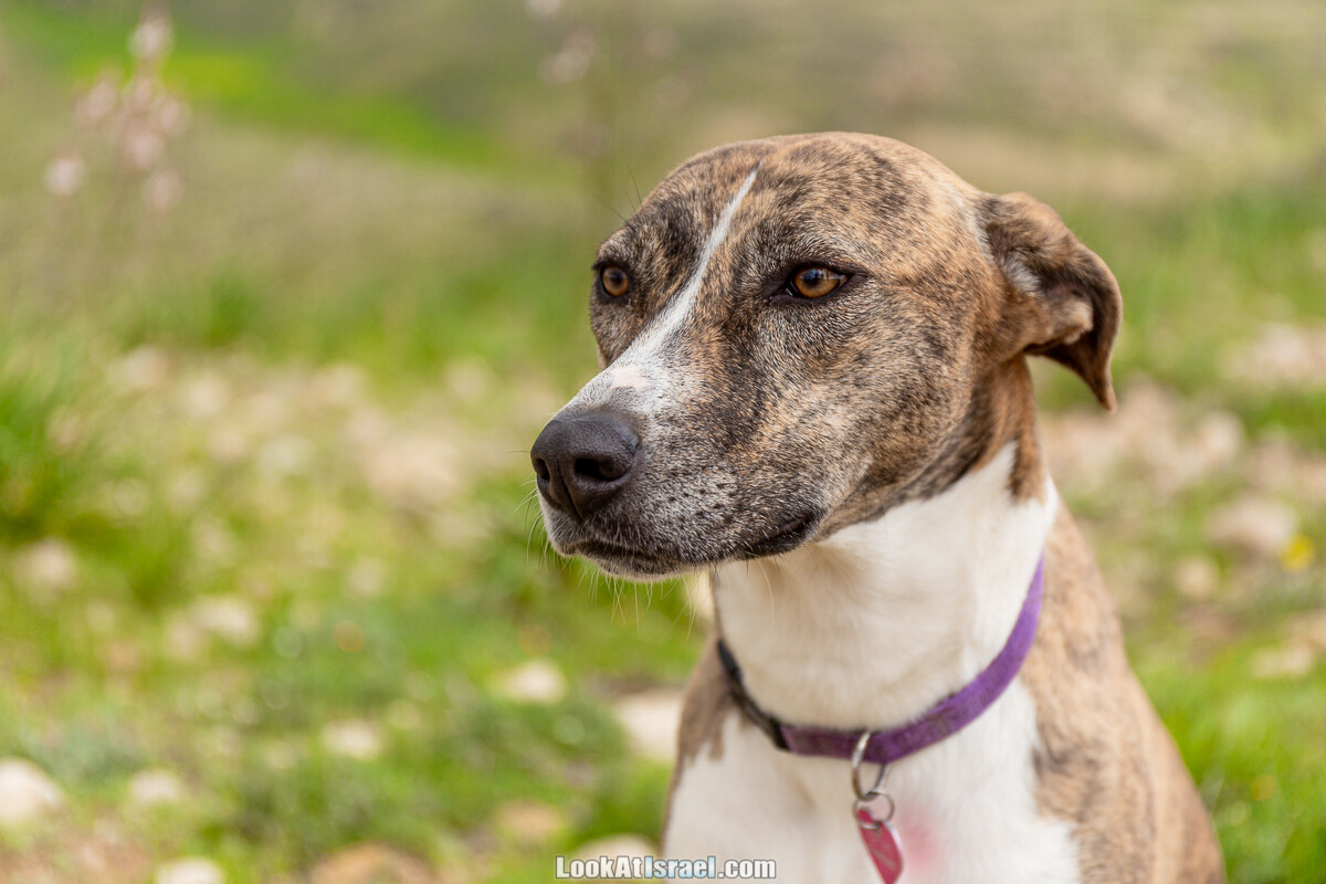 Цветение в на Гивот Гораль и окрестностях | LookAtIsrael.com - Фото путешествия по Израилю