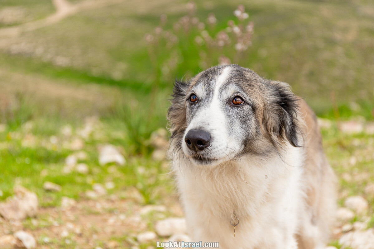 Цветение в на Гивот Гораль и окрестностях | LookAtIsrael.com - Фото путешествия по Израилю