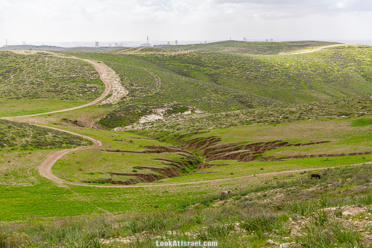 Цветение в на Гивот Гораль и окрестностях | LookAtIsrael.com - Фото путешествия по Израилю
