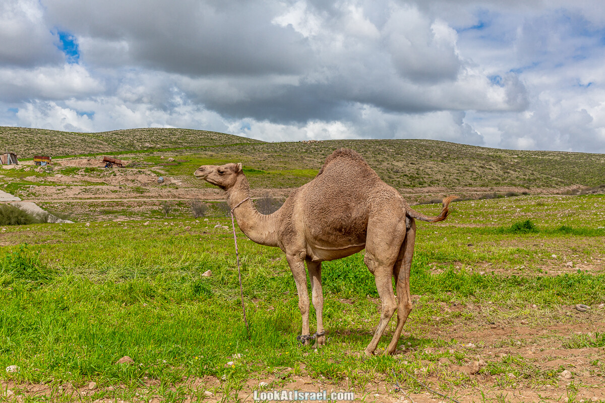 Цветение в на Гивот Гораль и окрестностях | LookAtIsrael.com - Фото путешествия по Израилю