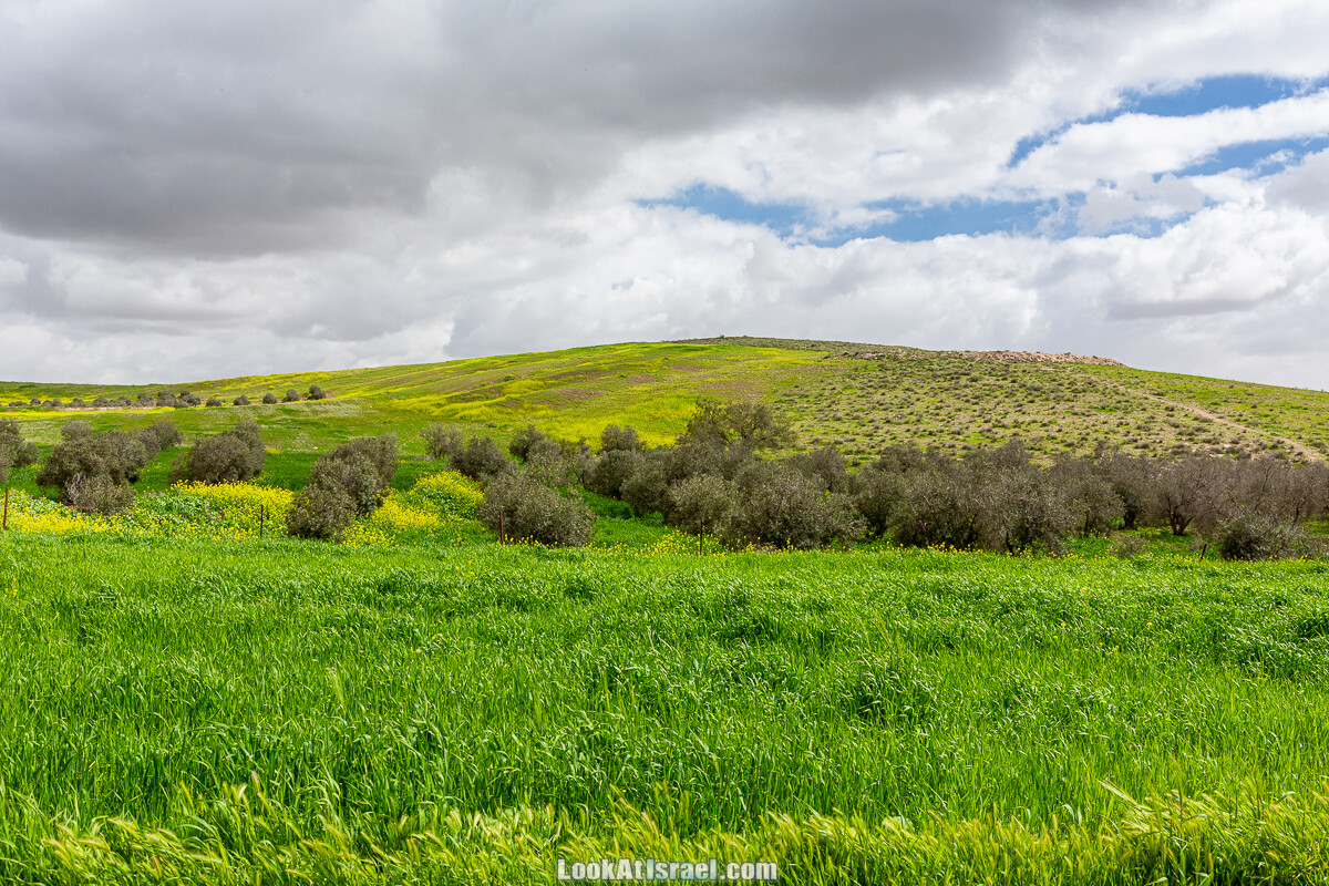 Цветение в на Гивот Гораль и окрестностях | LookAtIsrael.com - Фото путешествия по Израилю