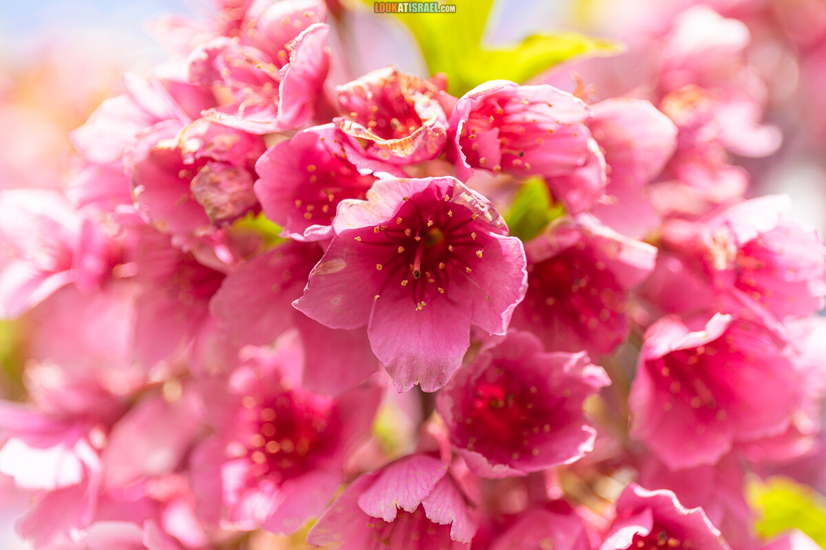 Ботанический сад Иерусалима, весна и цветение | LookAtIsrael.com - Фото путешествия по Израилю