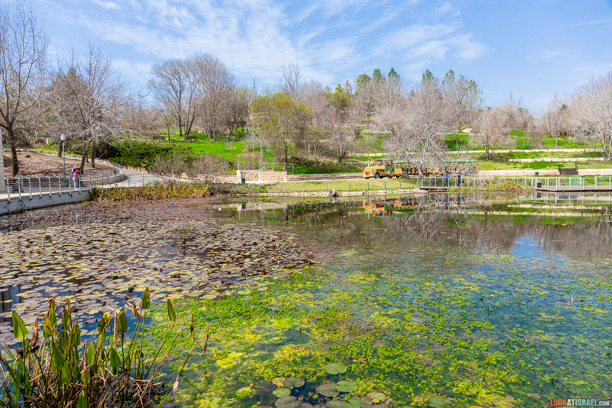 Ботанический сад Иерусалима, весна и цветение | LookAtIsrael.com - Фото путешествия по Израилю