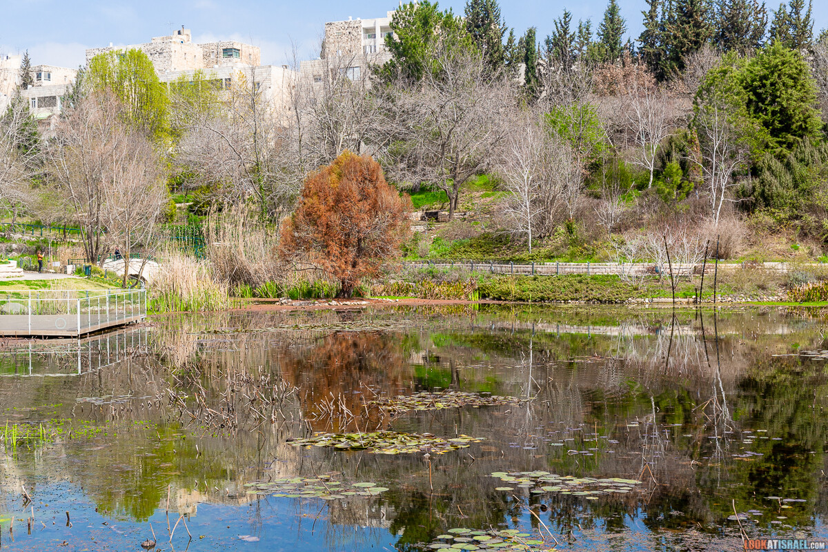 Ботанический сад Иерусалима, весна и цветение | LookAtIsrael.com - Фото путешествия по Израилю