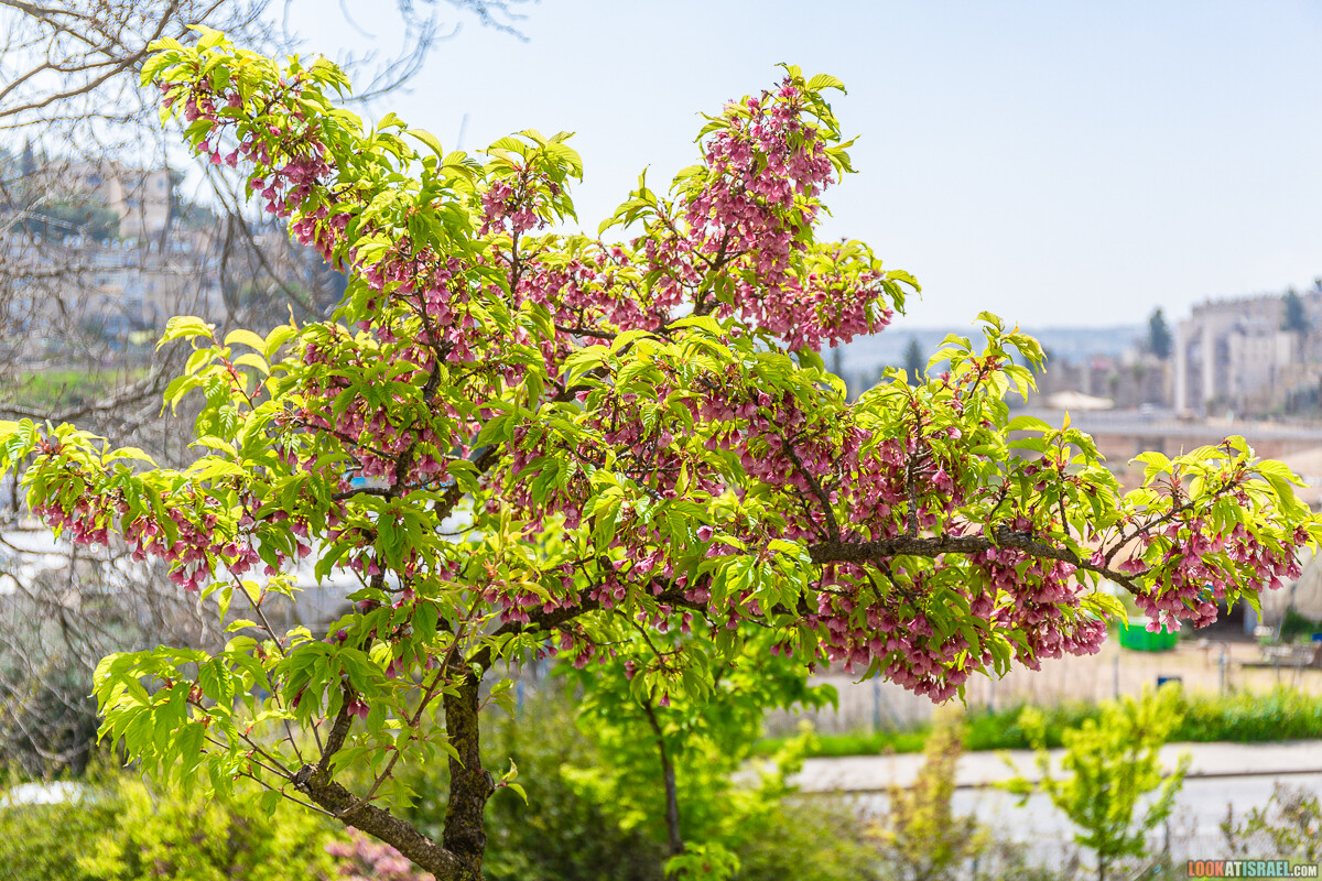 Ботанический сад Иерусалима, весна и цветение | LookAtIsrael.com - Фото путешествия по Израилю