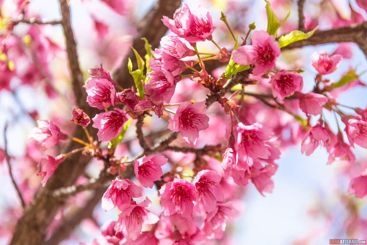 Ботанический сад Иерусалима, весна и цветение | LookAtIsrael.com - Фото путешествия по Израилю