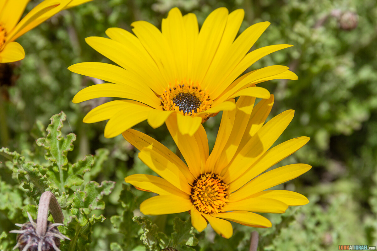 Ботанический сад Иерусалима, весна и цветение | LookAtIsrael.com - Фото путешествия по Израилю