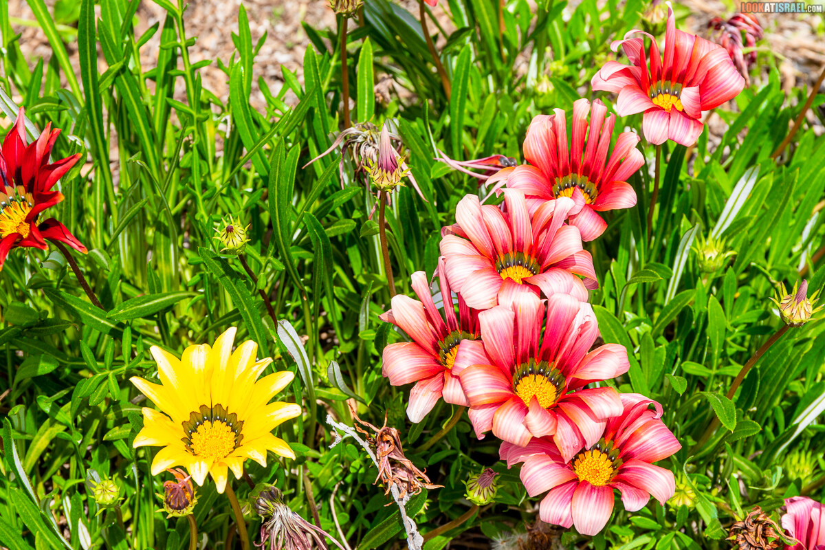 Ботанический сад Иерусалима, весна и цветение | LookAtIsrael.com - Фото путешествия по Израилю