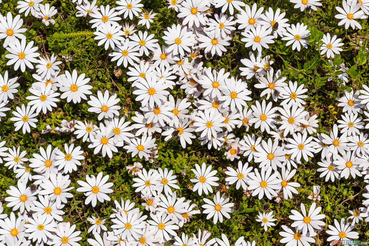 Ботанический сад Иерусалима, весна и цветение | LookAtIsrael.com - Фото путешествия по Израилю