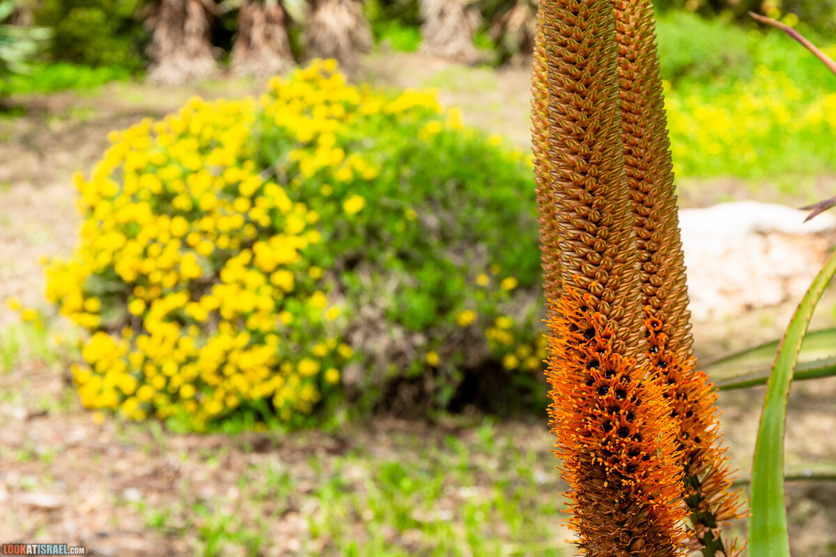 Ботанический сад Иерусалима, весна и цветение | LookAtIsrael.com - Фото путешествия по Израилю
