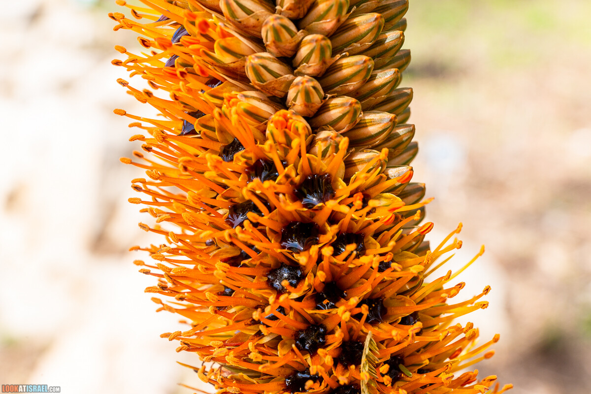 Ботанический сад Иерусалима, весна и цветение | LookAtIsrael.com - Фото путешествия по Израилю