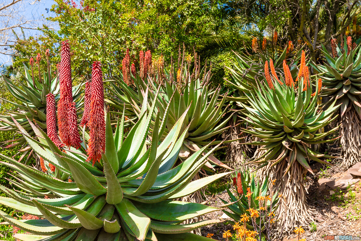 Ботанический сад Иерусалима, весна и цветение | LookAtIsrael.com - Фото путешествия по Израилю