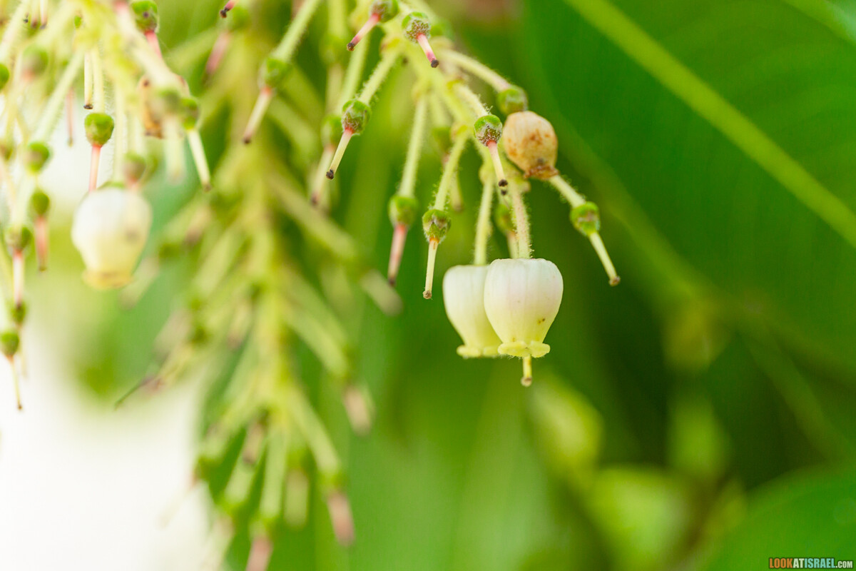 Ботанический сад Иерусалима, весна и цветение | LookAtIsrael.com - Фото путешествия по Израилю
