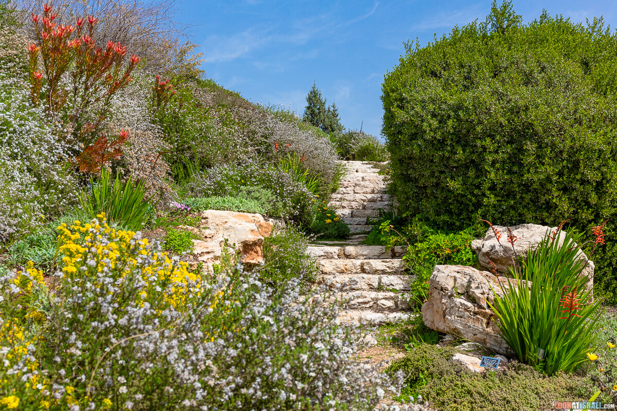 Ботанический сад Иерусалима, весна и цветение | LookAtIsrael.com - Фото путешествия по Израилю