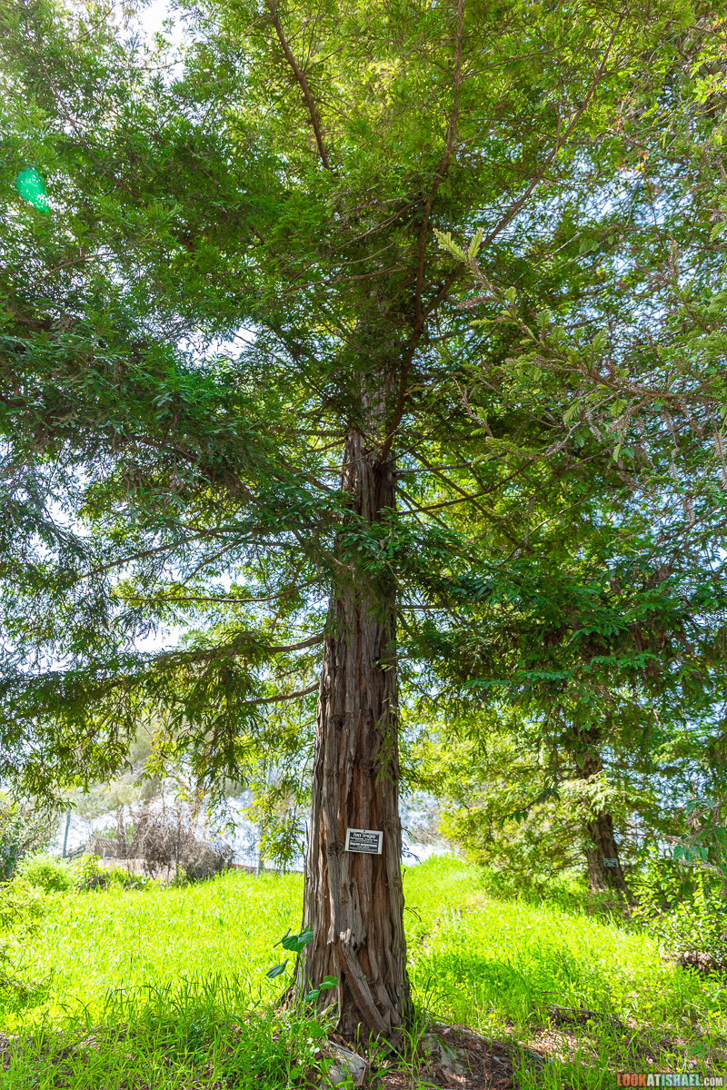 Ботанический сад Иерусалима, весна и цветение | LookAtIsrael.com - Фото путешествия по Израилю