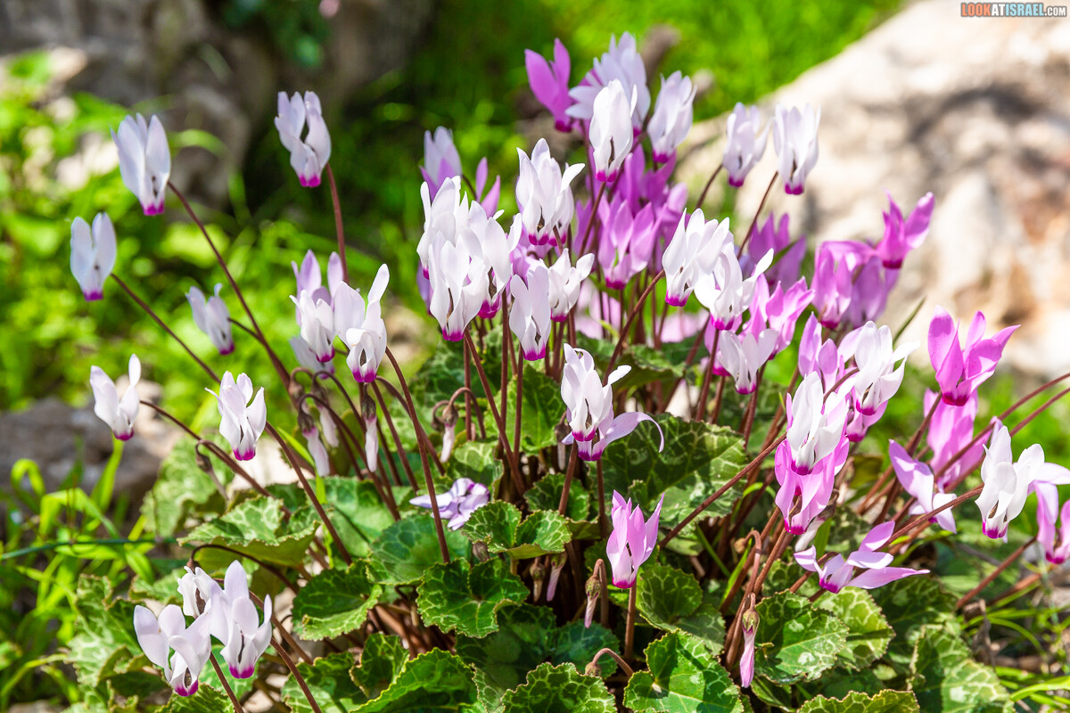 Ботанический сад Иерусалима, весна и цветение | LookAtIsrael.com - Фото путешествия по Израилю