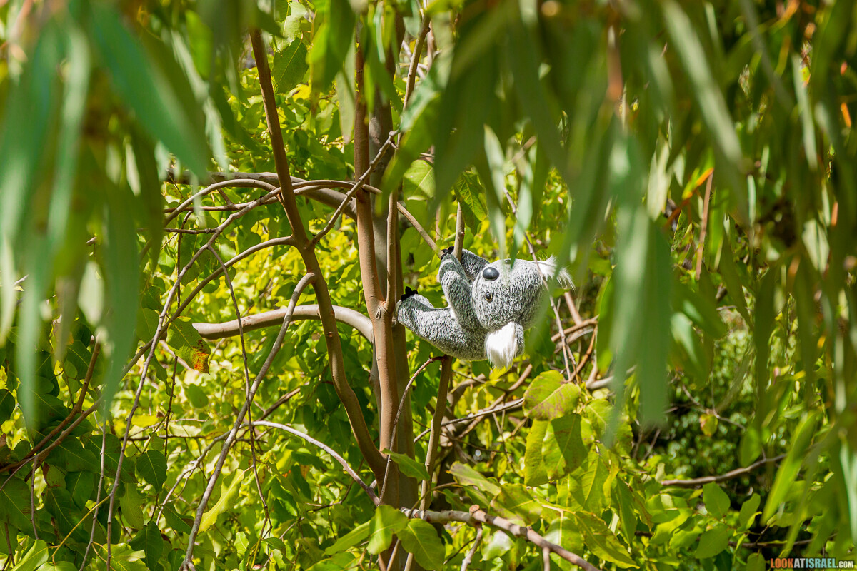 Ботанический сад Иерусалима, весна и цветение | LookAtIsrael.com - Фото путешествия по Израилю
