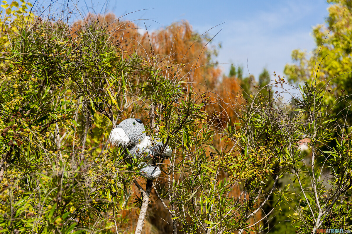 Ботанический сад Иерусалима, весна и цветение | LookAtIsrael.com - Фото путешествия по Израилю