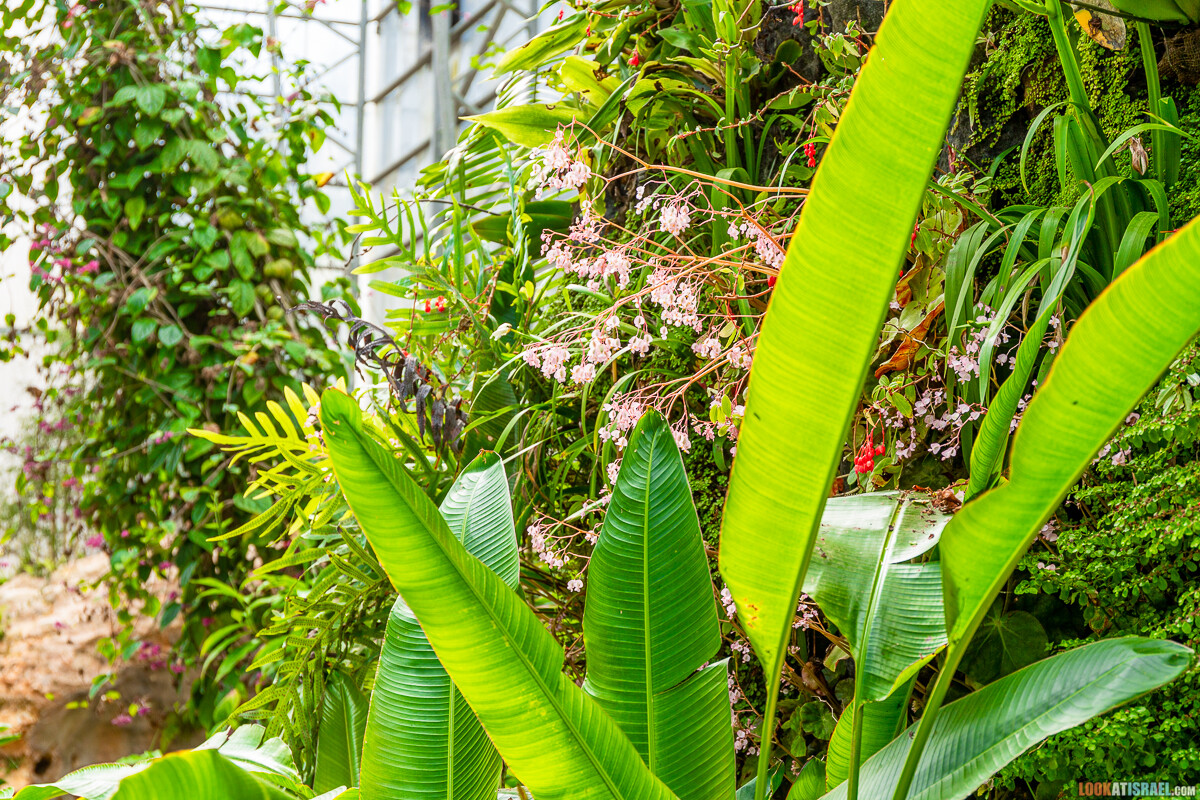 Ботанический сад Иерусалима, весна и цветение | LookAtIsrael.com - Фото путешествия по Израилю