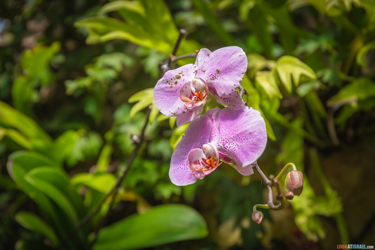 Ботанический сад Иерусалима, весна и цветение | LookAtIsrael.com - Фото путешествия по Израилю