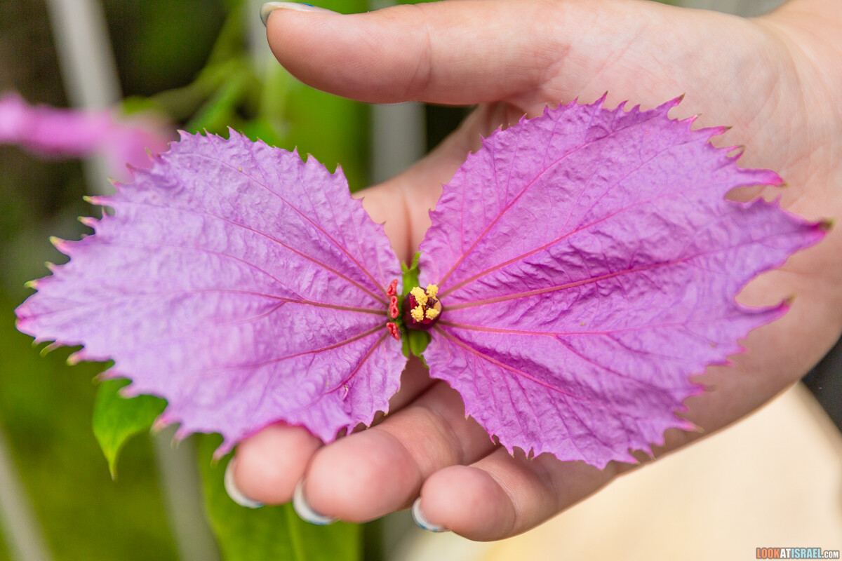Ботанический сад Иерусалима, весна и цветение | LookAtIsrael.com - Фото путешествия по Израилю