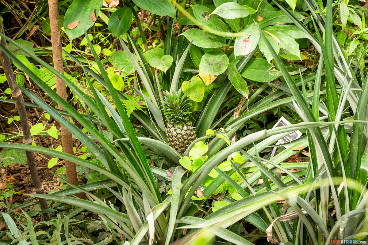 Ботанический сад Иерусалима, весна и цветение | LookAtIsrael.com - Фото путешествия по Израилю