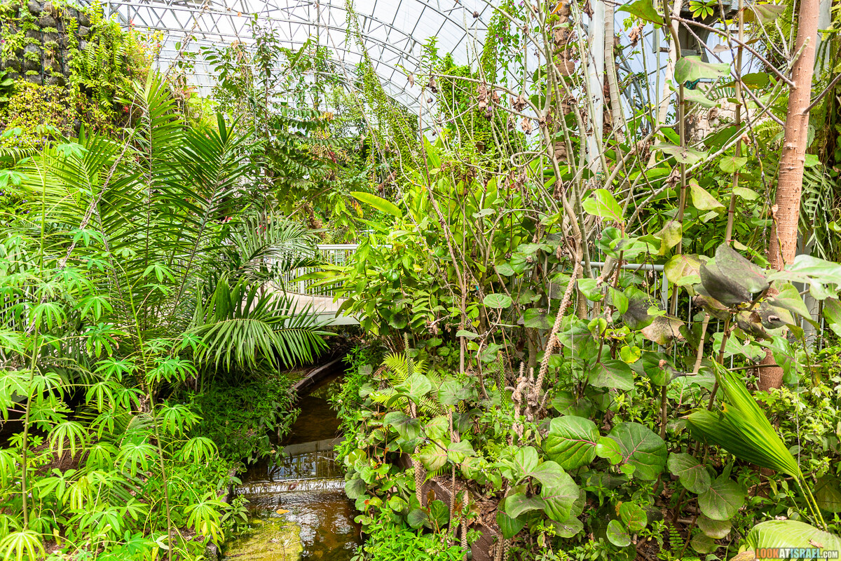 Ботанический сад Иерусалима, весна и цветение | LookAtIsrael.com - Фото путешествия по Израилю