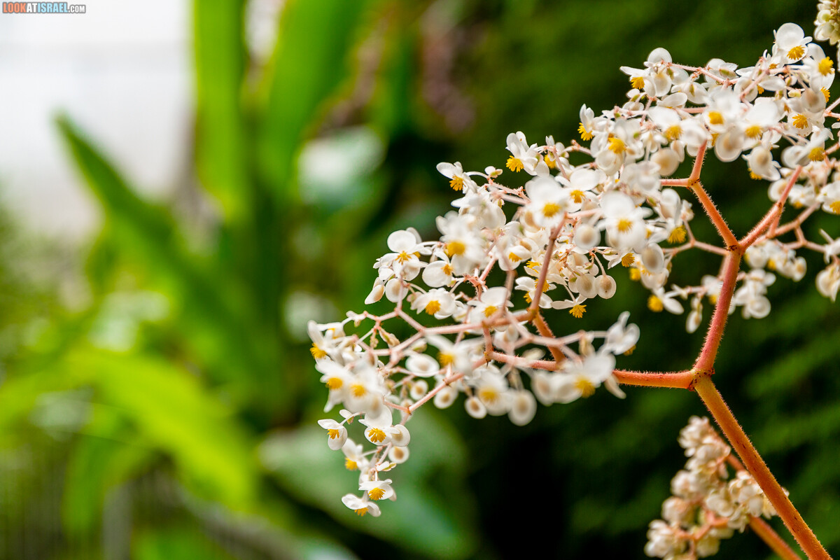 Ботанический сад Иерусалима, весна и цветение | LookAtIsrael.com - Фото путешествия по Израилю
