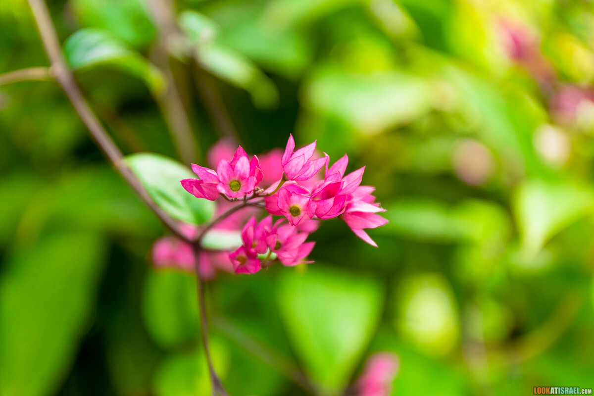 Ботанический сад Иерусалима, весна и цветение | LookAtIsrael.com - Фото путешествия по Израилю