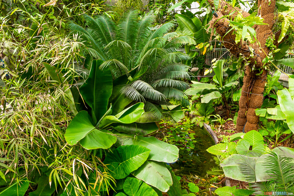 Ботанический сад Иерусалима, весна и цветение | LookAtIsrael.com - Фото путешествия по Израилю