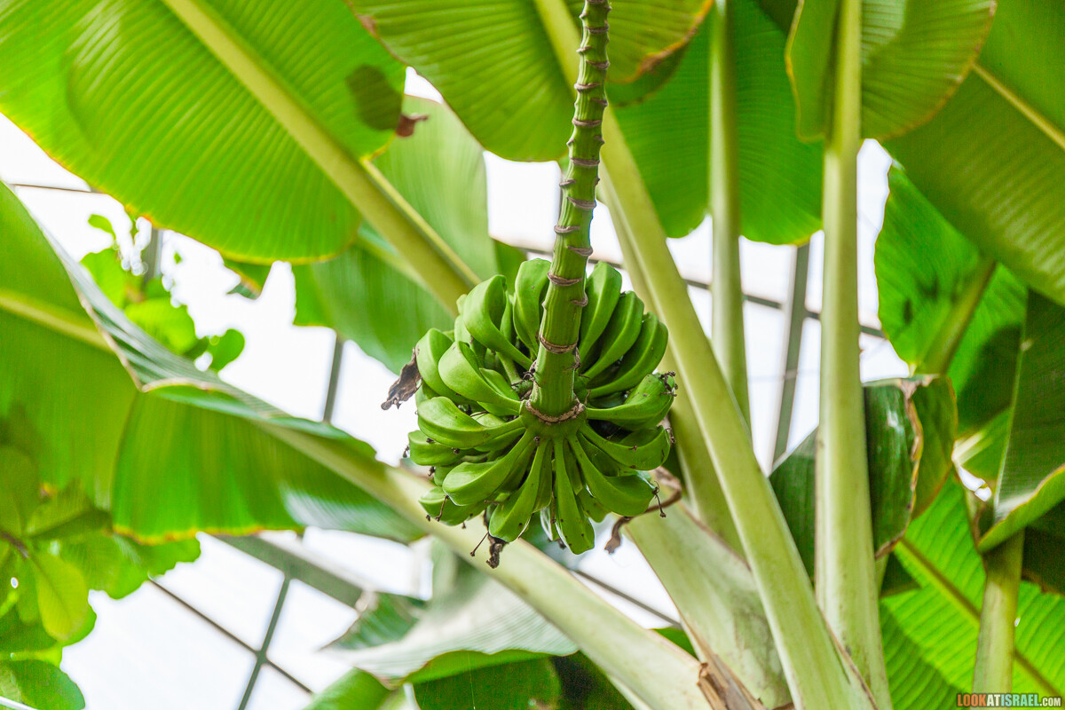 Ботанический сад Иерусалима, весна и цветение | LookAtIsrael.com - Фото путешествия по Израилю