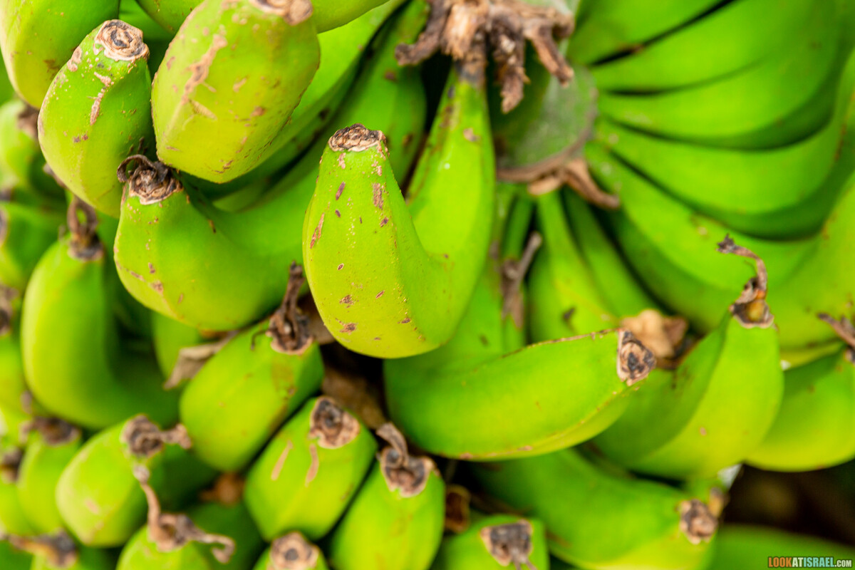 Ботанический сад Иерусалима, весна и цветение | LookAtIsrael.com - Фото путешествия по Израилю