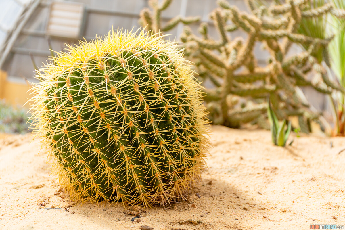 Ботанический сад Иерусалима, весна и цветение | LookAtIsrael.com - Фото путешествия по Израилю