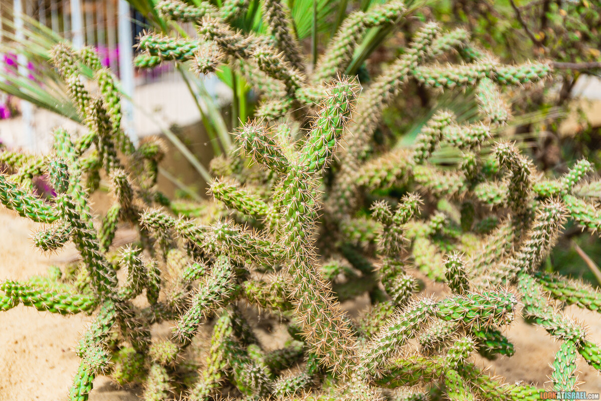 Ботанический сад Иерусалима, весна и цветение | LookAtIsrael.com - Фото путешествия по Израилю