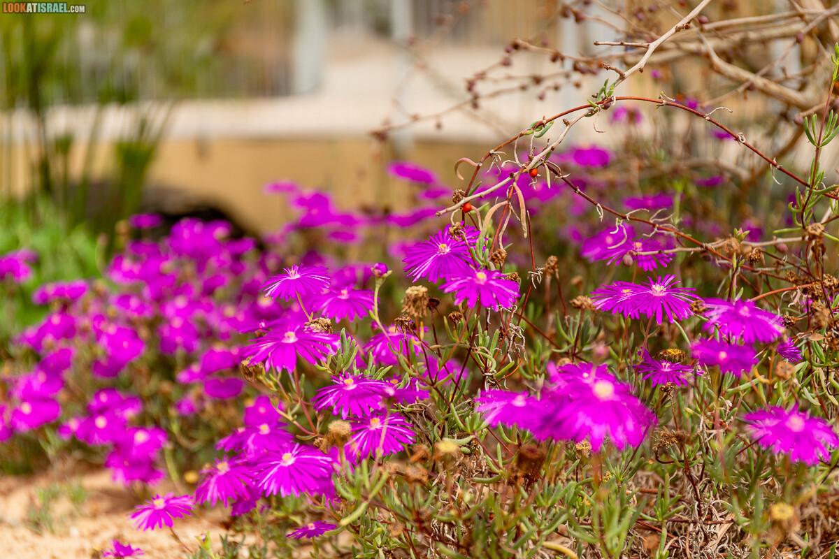 Ботанический сад Иерусалима, весна и цветение | LookAtIsrael.com - Фото путешествия по Израилю