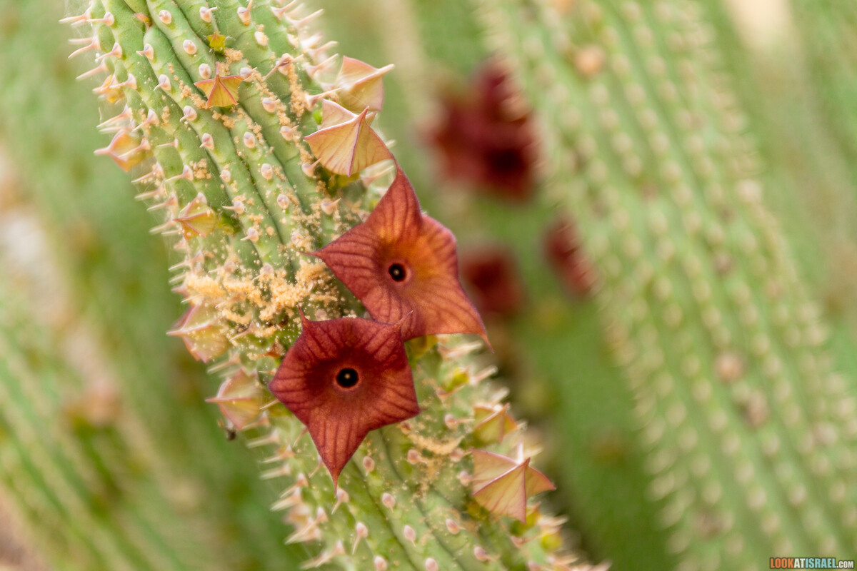 Ботанический сад Иерусалима, весна и цветение | LookAtIsrael.com - Фото путешествия по Израилю