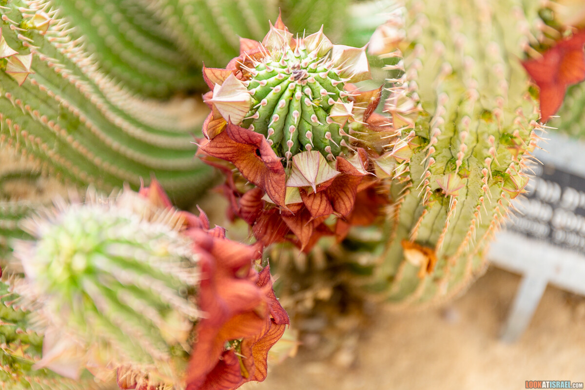 Ботанический сад Иерусалима, весна и цветение | LookAtIsrael.com - Фото путешествия по Израилю