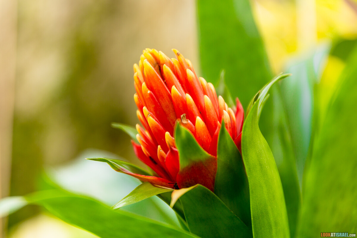 Ботанический сад Иерусалима, весна и цветение | LookAtIsrael.com - Фото путешествия по Израилю