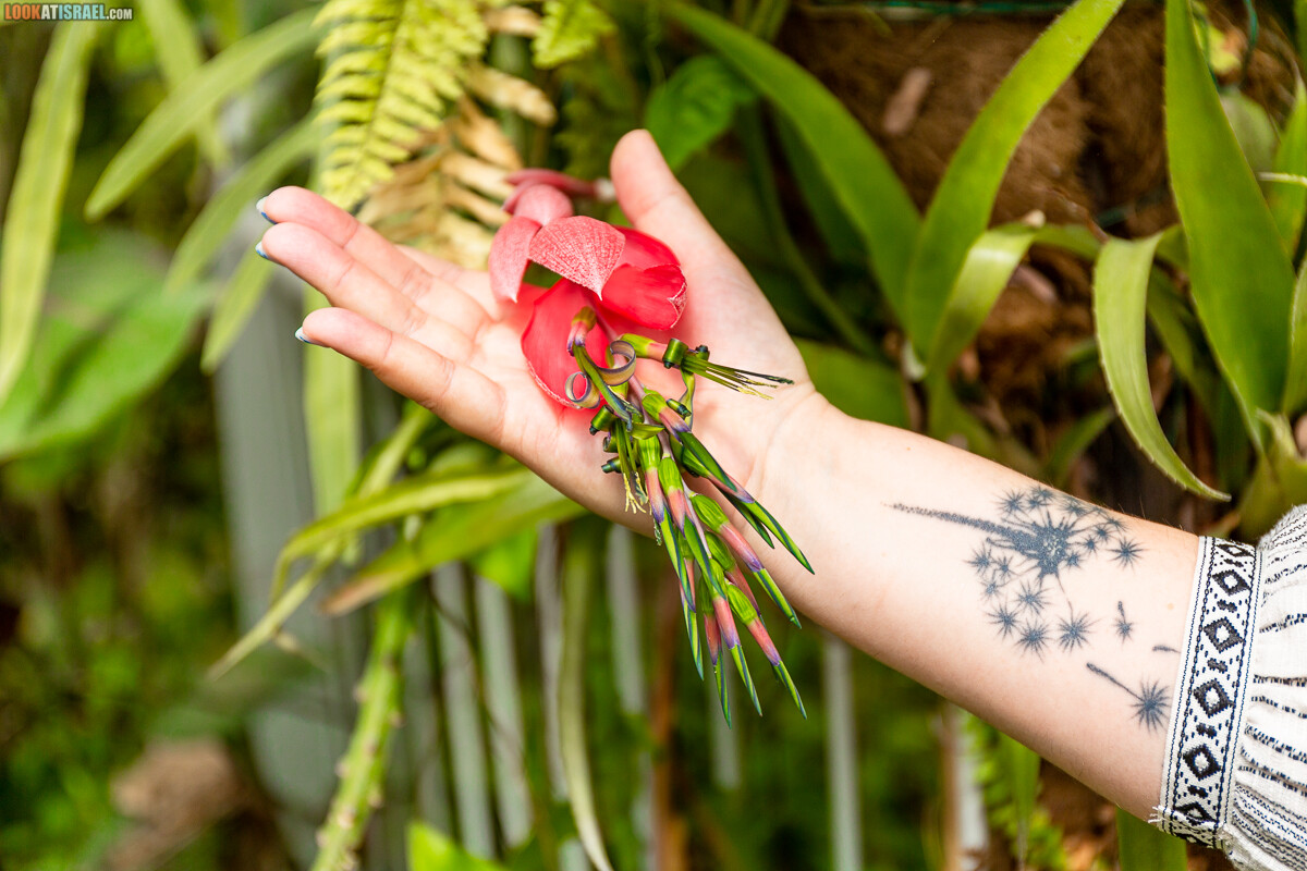 Ботанический сад Иерусалима, весна и цветение | LookAtIsrael.com - Фото путешествия по Израилю