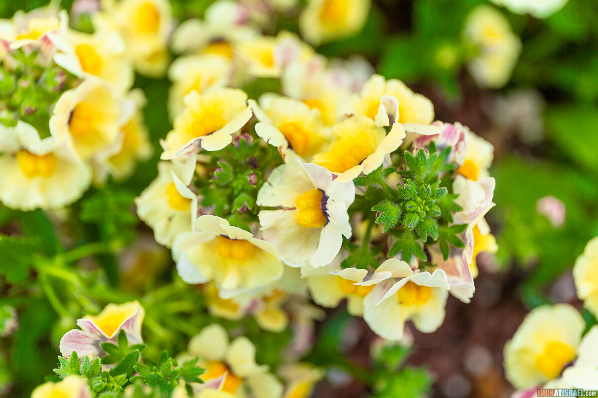 Ботанический сад Иерусалима, весна и цветение | LookAtIsrael.com - Фото путешествия по Израилю
