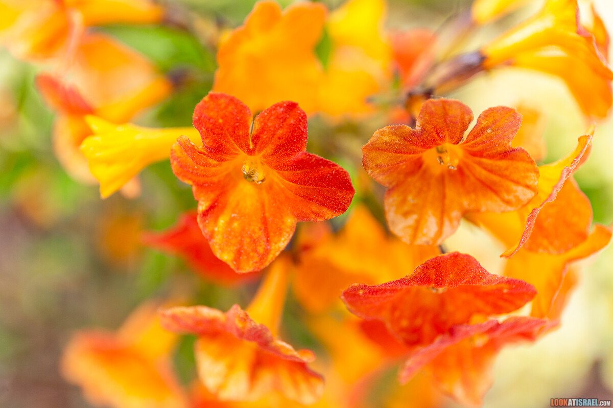 Ботанический сад Иерусалима, весна и цветение | LookAtIsrael.com - Фото путешествия по Израилю