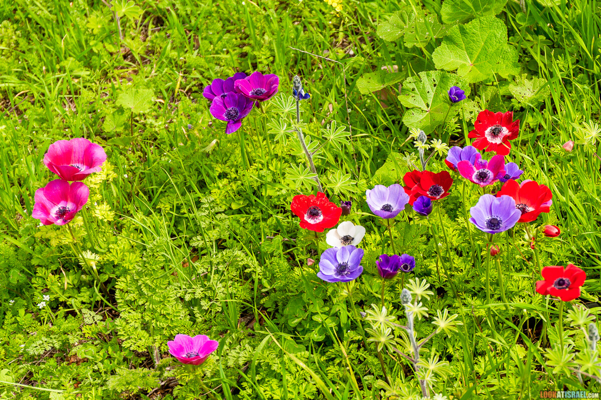 Ботанический сад Иерусалима, весна и цветение | LookAtIsrael.com - Фото путешествия по Израилю