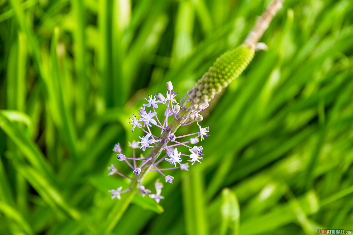 Ботанический сад Иерусалима, весна и цветение | LookAtIsrael.com - Фото путешествия по Израилю