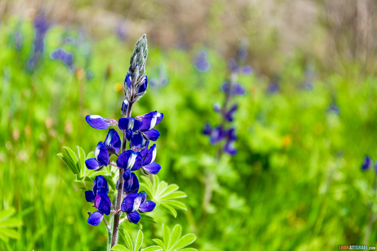 Ботанический сад Иерусалима, весна и цветение | LookAtIsrael.com - Фото путешествия по Израилю